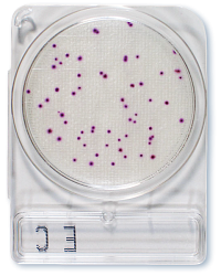 Compact Dry EC E.coli + колиформы 4 шт./уп.