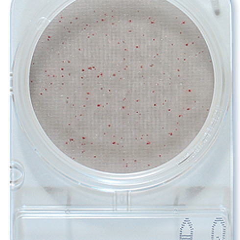 Compact Dry AQ Гетеротрофные микроорганизмы