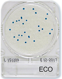 Compact Dry ECO E.coli